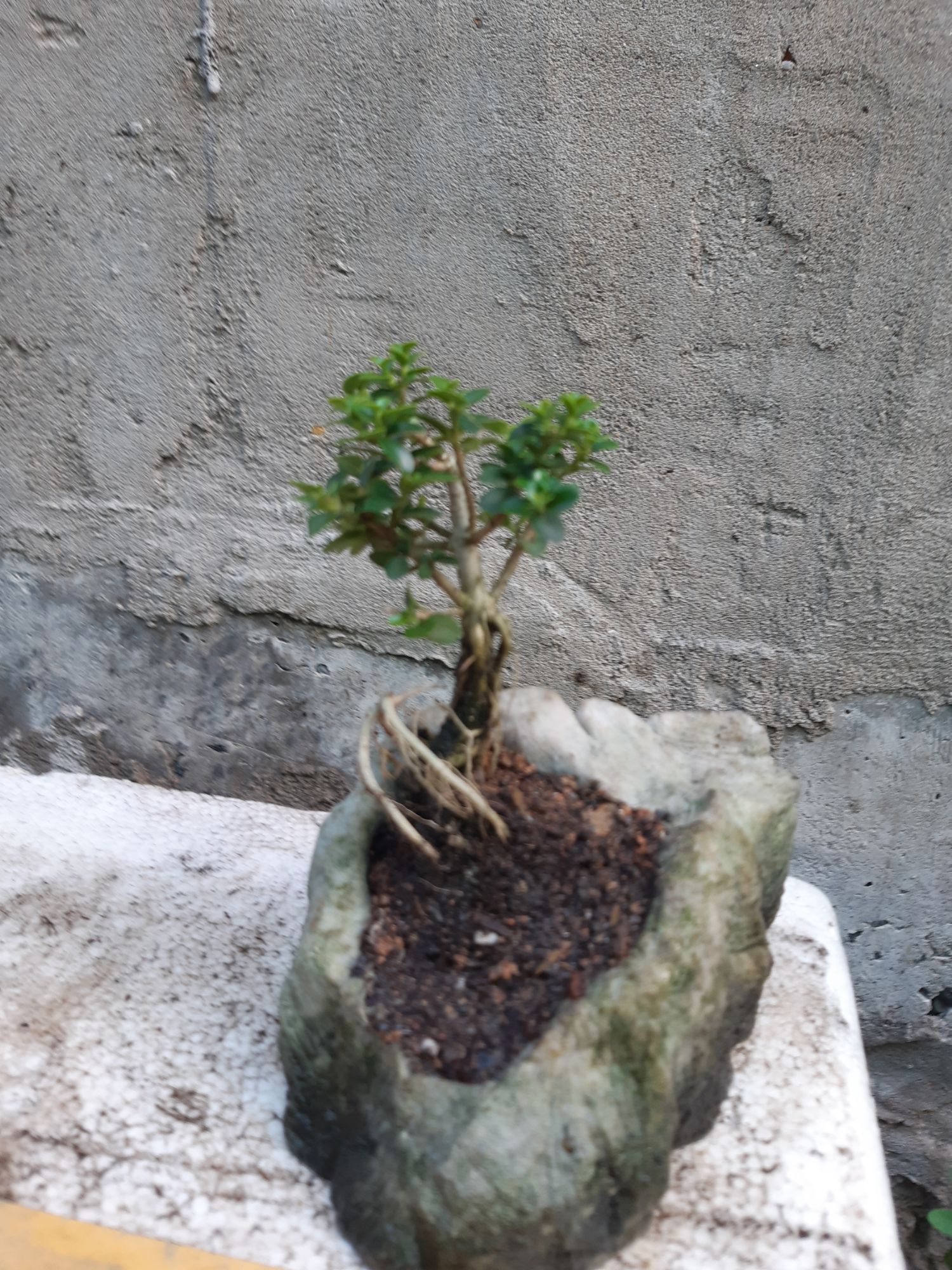 sam hương mini hòn non bộ