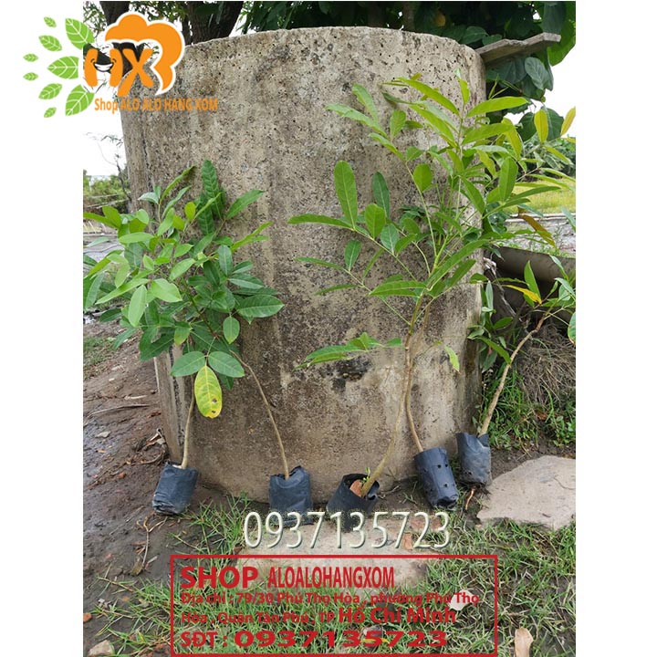 [HCM]Combo 5 cây xà cừ -cây giống