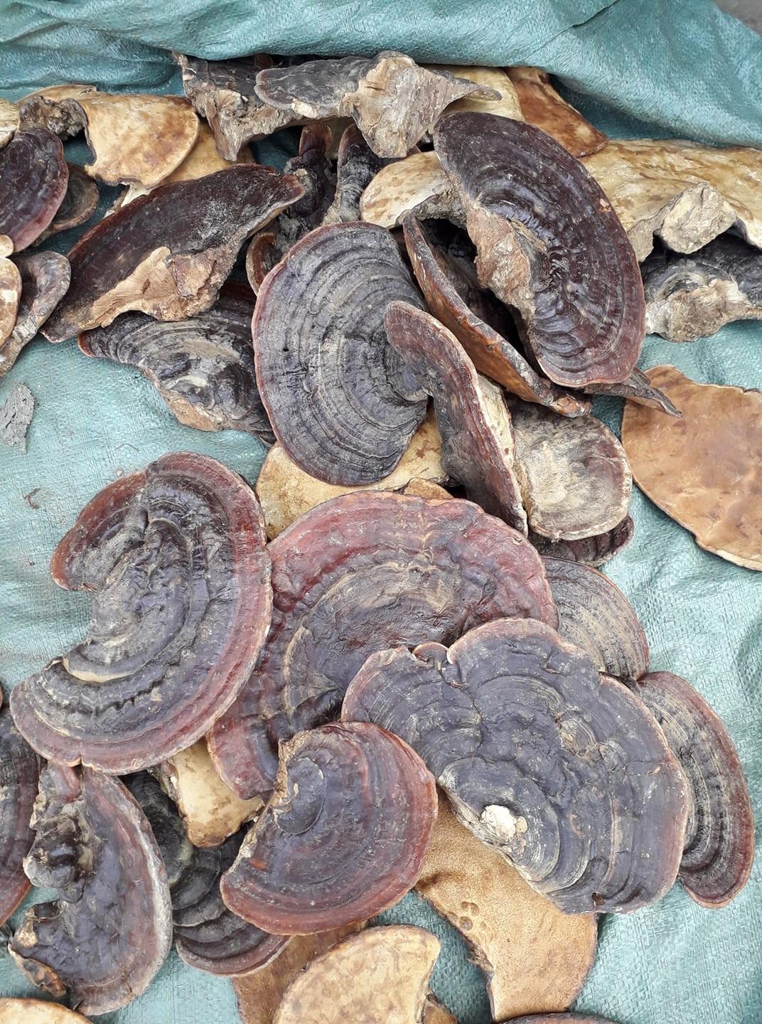 Nấm Linh Chi Rừng Tây Bắc 1kg