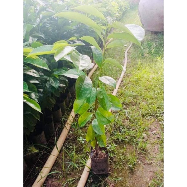 Cây giống mãng cầu xiêm mã lai siêu sớm