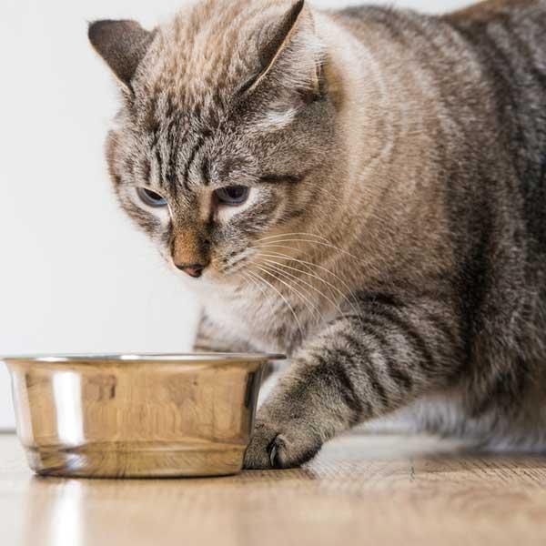 [HCM]Hạt khô Royal Canin Indoor cho Mèo