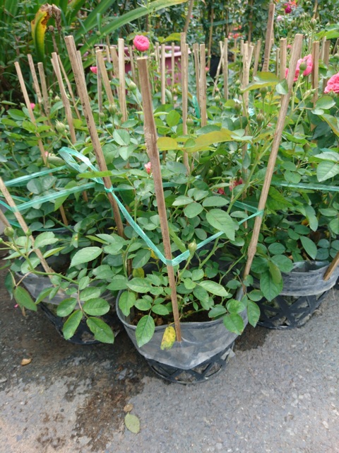 Cây hoa hồng chùm son sadec