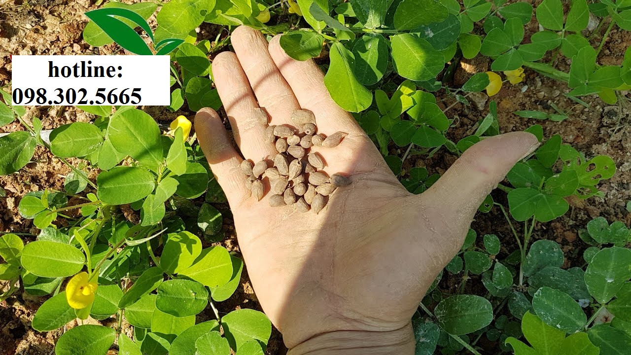 200 hạt giống cây lạc tiên (cỏ lạc) - cỏ thảm