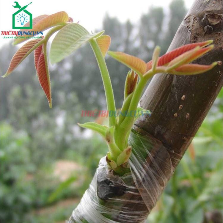 Băng ghép cây cuộn xanh 4cm