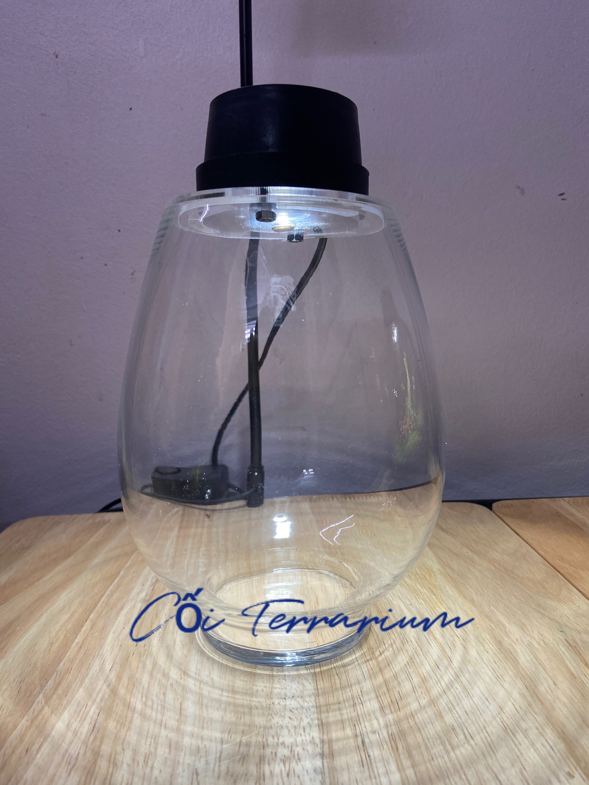 Bộ bình thủy tinh mosslight terrarium size 14x22cm