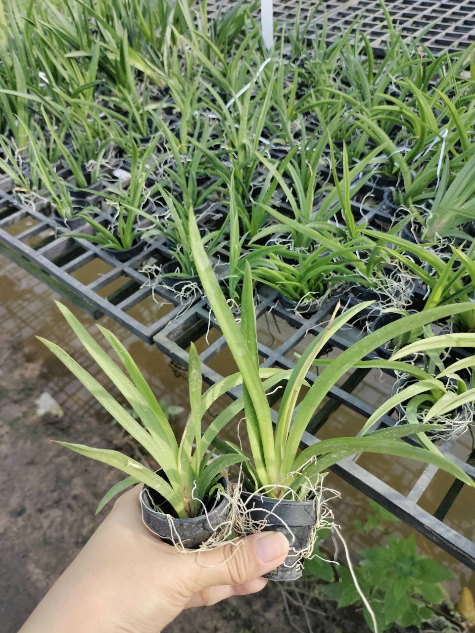Hoa Lan Vũ Nữ Bút Chì trứng cút, cây cao 7- 10cm