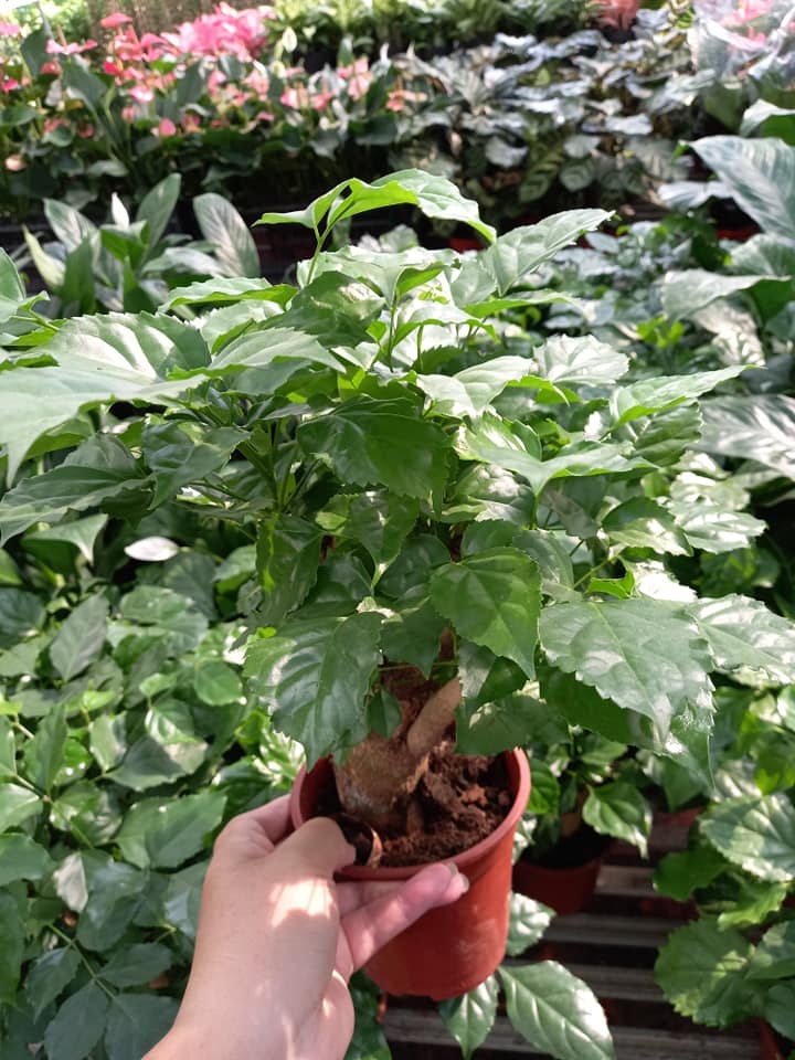 Cây Hạnh Phúc Trụ