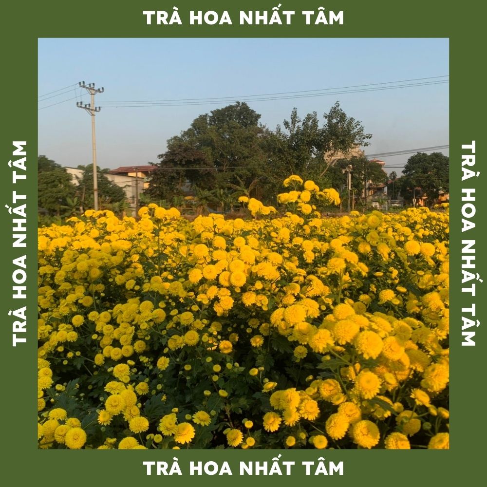 Trà Cúc Chi Sấy Lạnh Tự Nhiên 100g