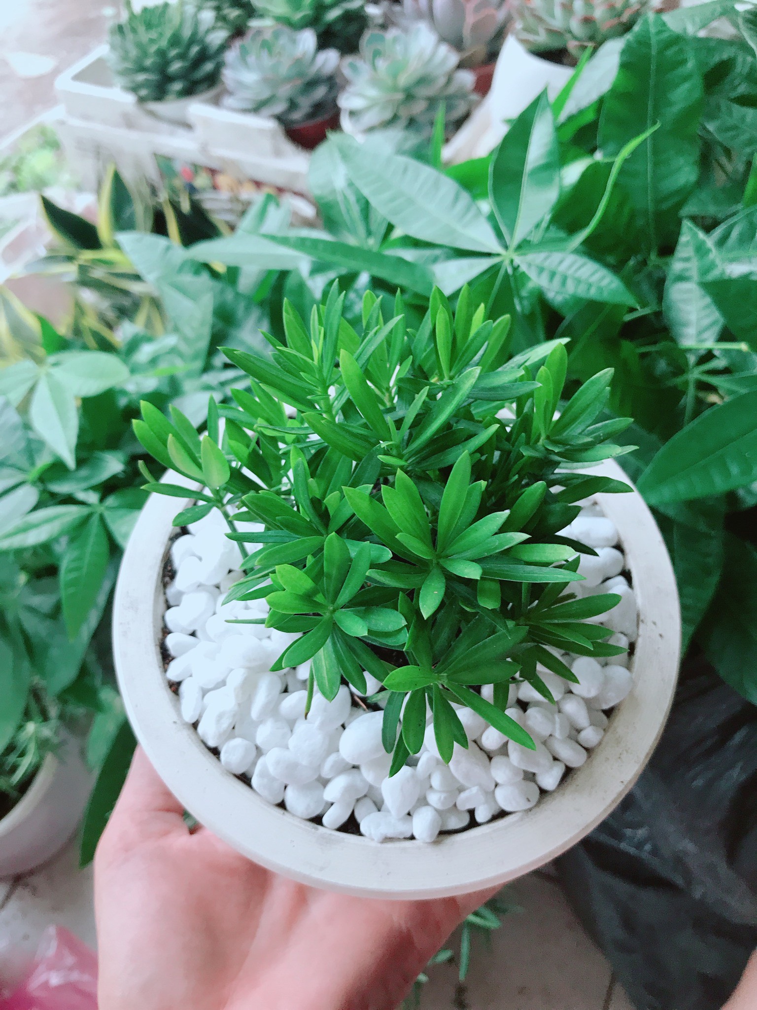 Chậu tùng vạn niên