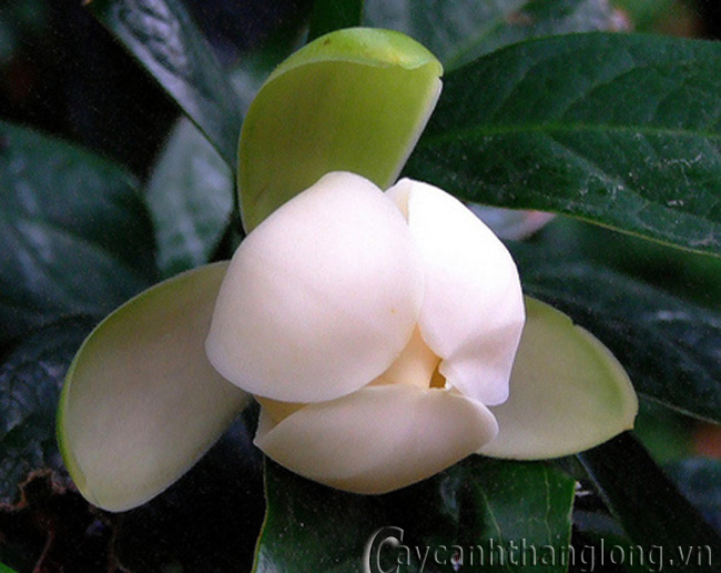 Cây giống hoa hải đường trắng giá rẻ