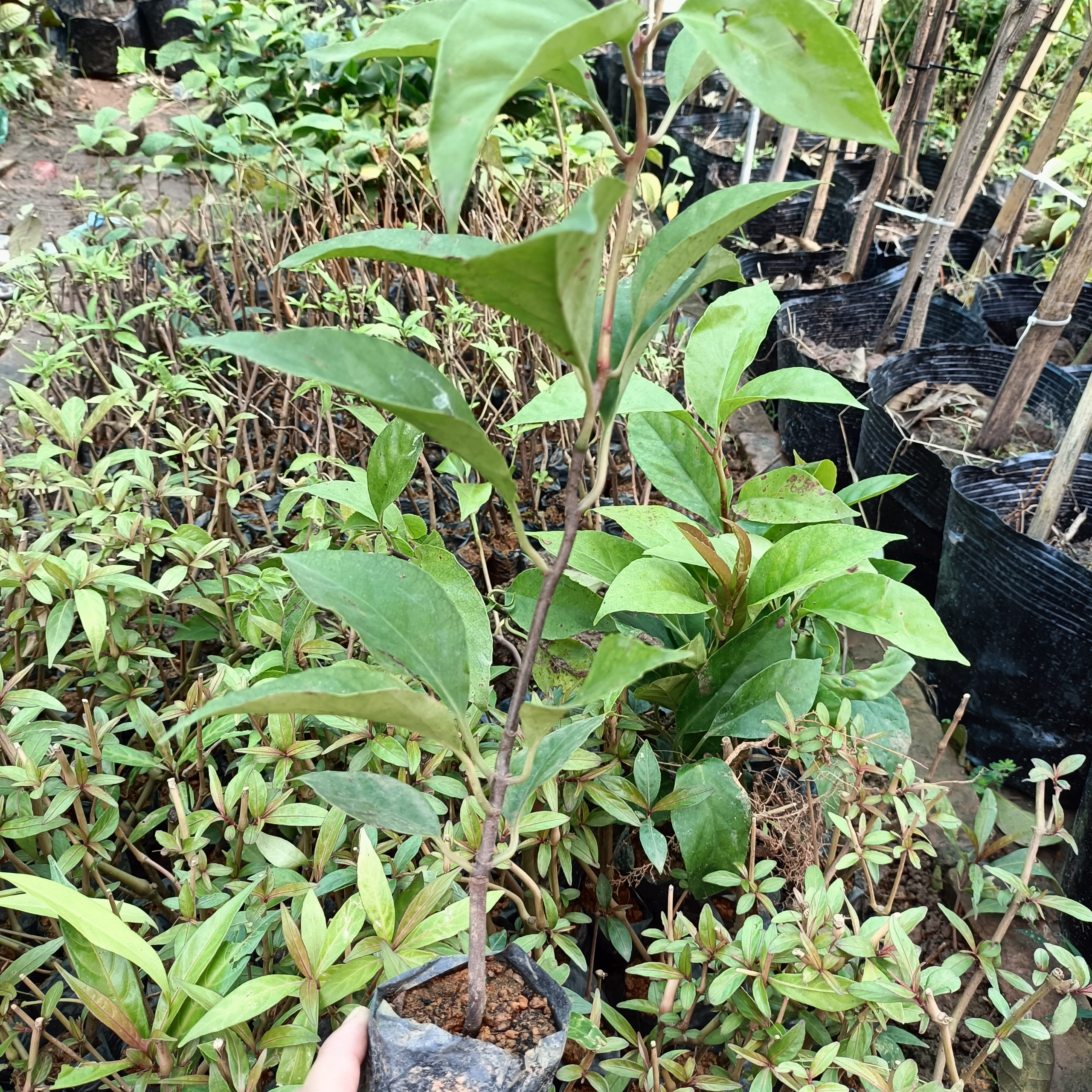 Cây giống na rừng đỏ