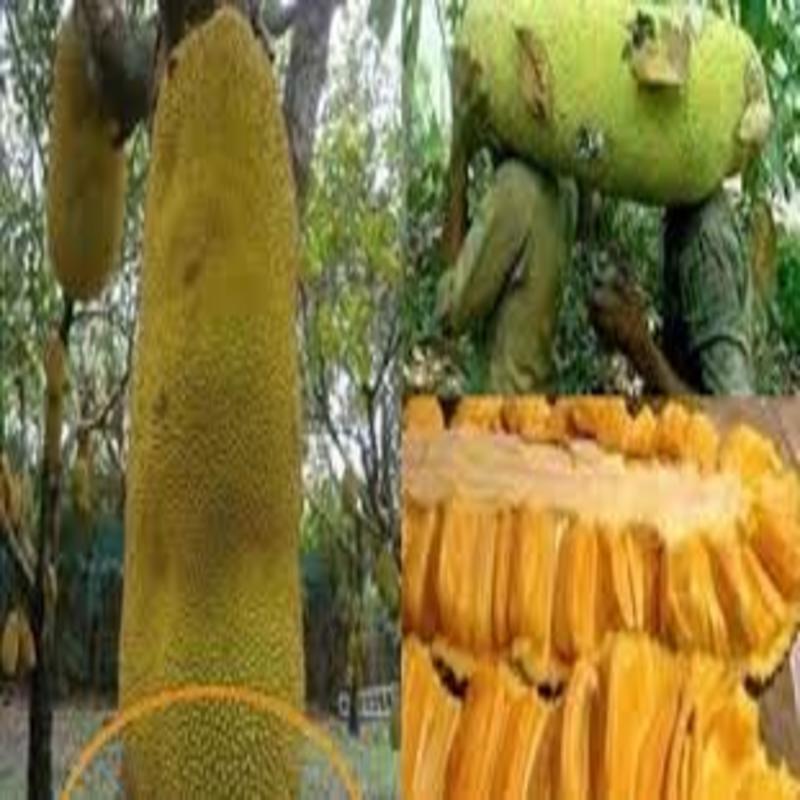 CÂY GIỐNG MÍT DÀI MALAIXIA CÂY GIỐNG CHUẨN F1 CHO NĂNG XUẤT CAO