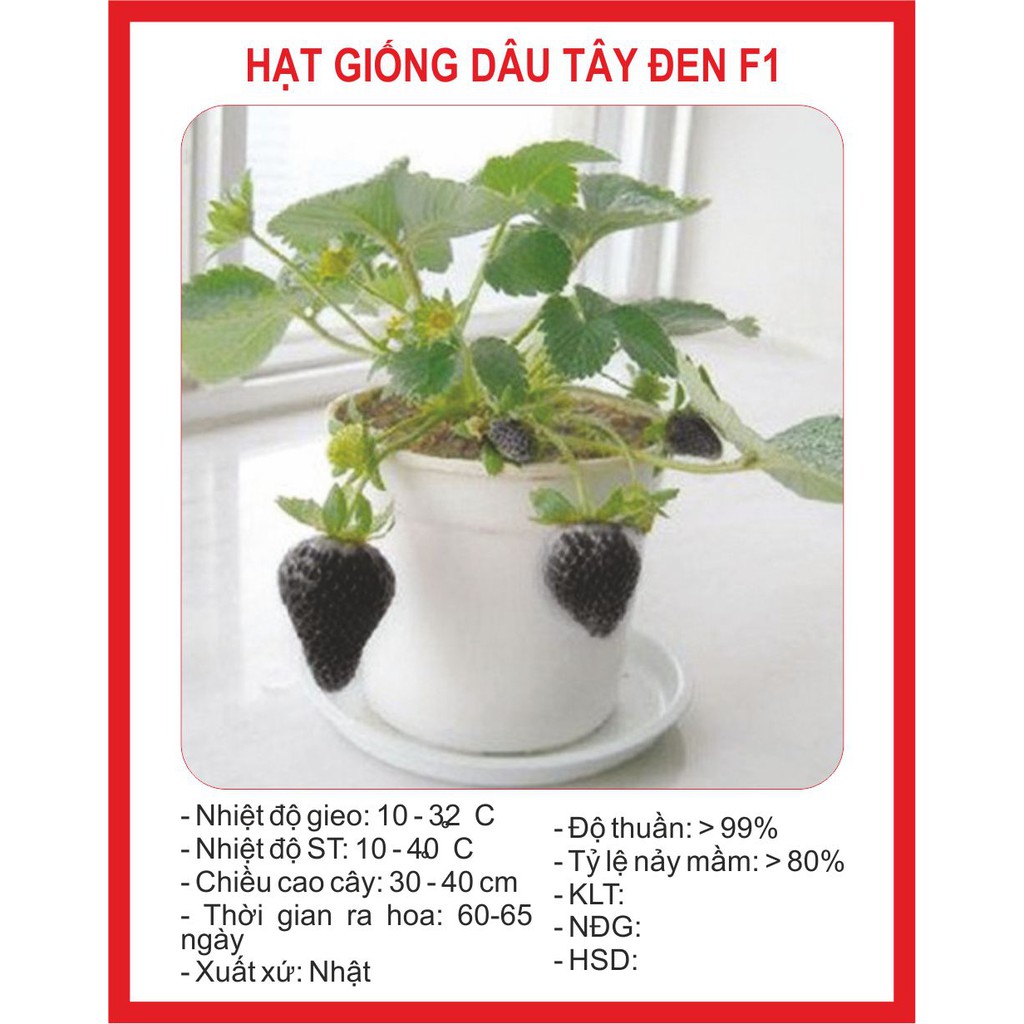 1A Hạt giống Dâu tây Đen 50 Hạt
