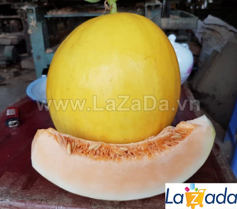 25.HAT Hạt Giống Dưa Lê Vàng Ruôt Đỏ 2KG F1 TG53 (| A2*X56*M223)