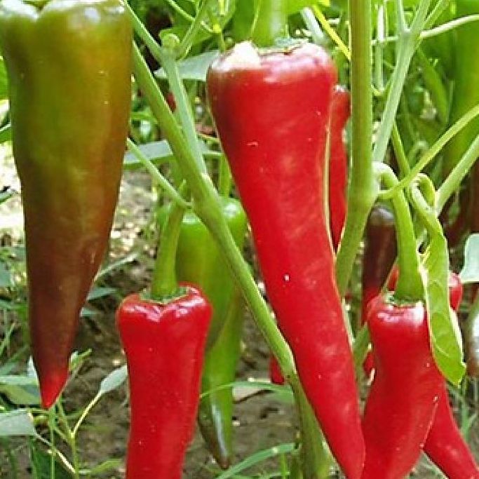 Hạt giống ớt sừng ngọt (gói 10 hạt)tặng kèm phân bón