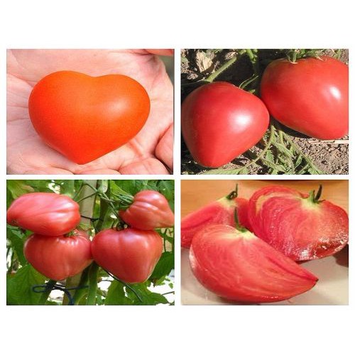 30H - HẠT GIỐNG CÀ CHUA TRÁI TIM ĐỎ