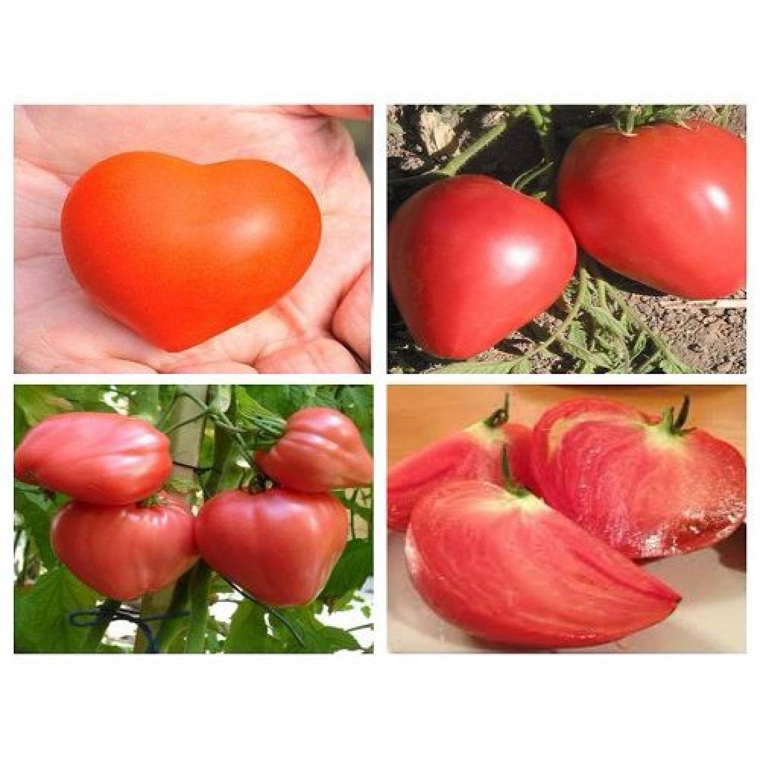 MA320 GÓI 20 HẠT GIỐNG CÀ CHUA TRÁI TIM ĐỎ