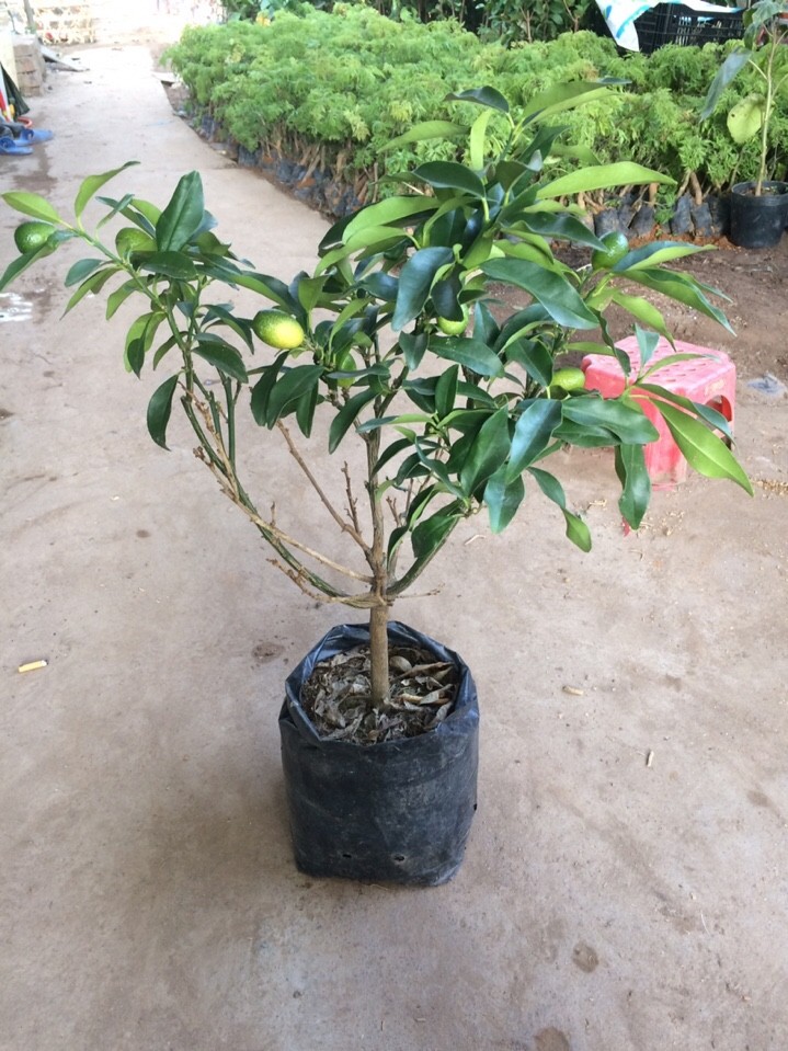 Cây Quất Ngọt Đang Có Trái