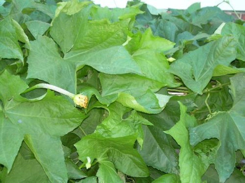 Hạt Giống Mướp Siêu Nụ Gói 1gr