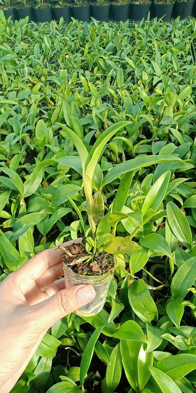 Hoa lan Kiều mỡ gà hoa thơm, cây giống nhỏ (hoa lan thủy tiên vàng)