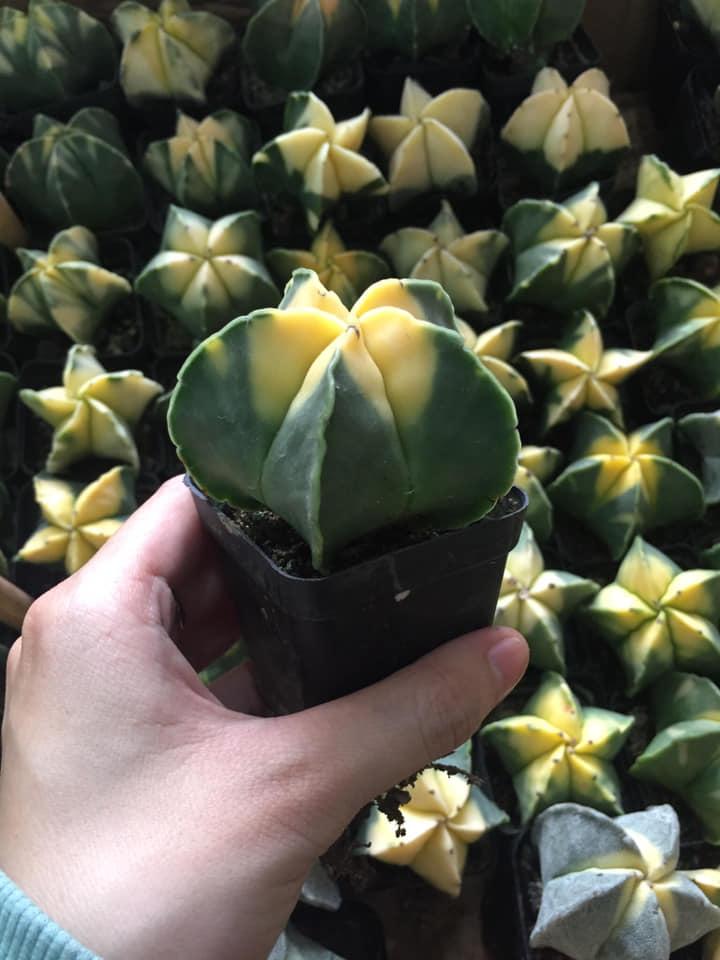Xương rồng astro xanh đầu vàng