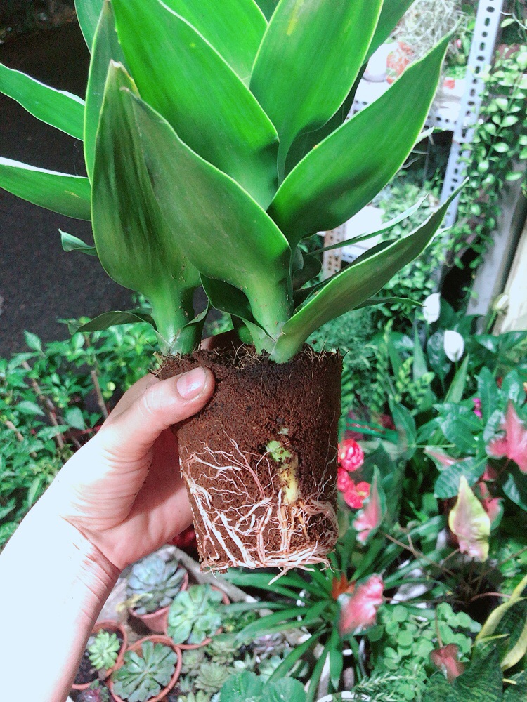 Chậu Cây Phát Tài Búp Sen