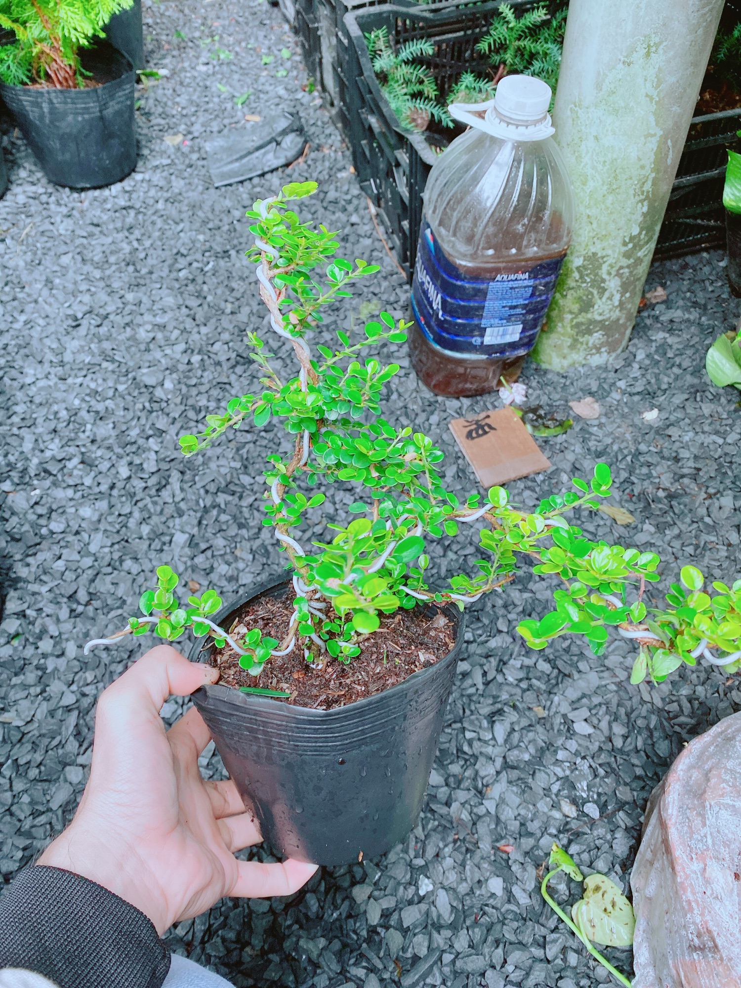 [HCM]Cây Sam Núi Bonsai