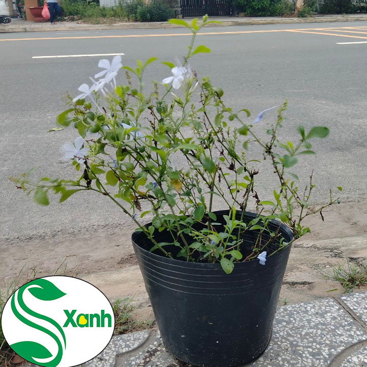 Cây hoa Thanh Xà