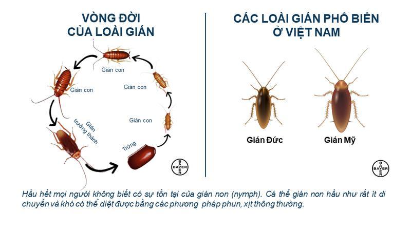 Gel diệt Gián đức Maxforce 20 gam - Đức