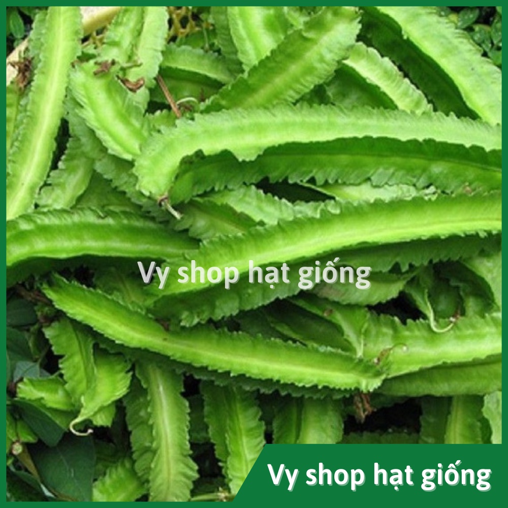 Hạt giống đậu rồng (đậu khế) Thái Lan gói 8 hạt