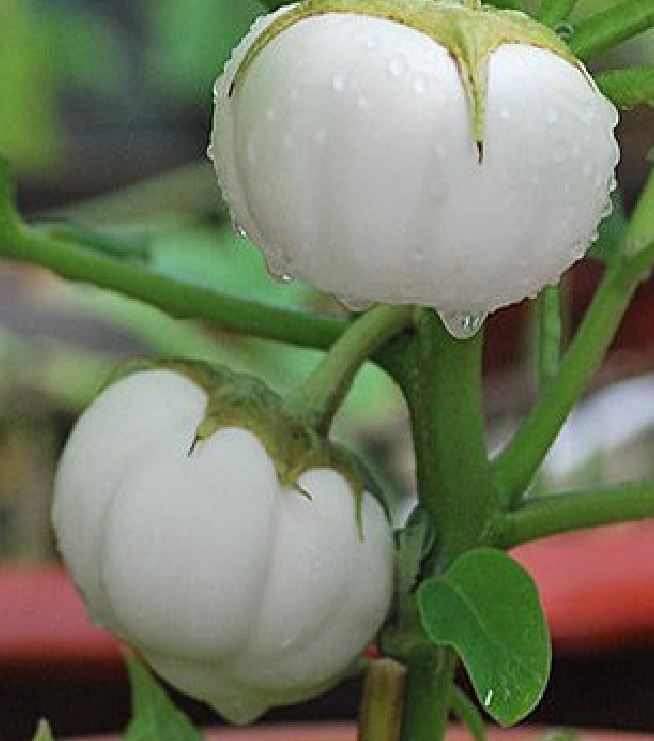 "Gói 0,5gram " Hạt giống cà bát trắng cao sản