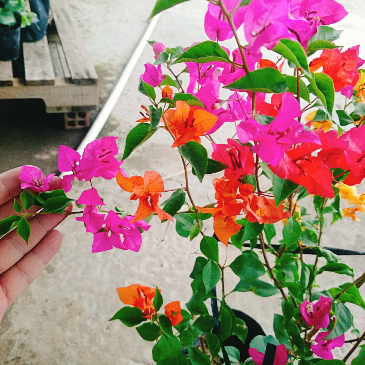 Cây Hoa Giấy Ngũ Sắc (Chuẩn đẹp 100%) - cây cảnh để bàn
