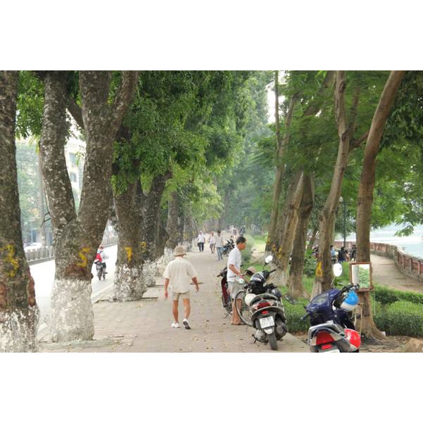 CÂY XÀ CỪ GIỐNG TỐT (cây giống bảo hành )