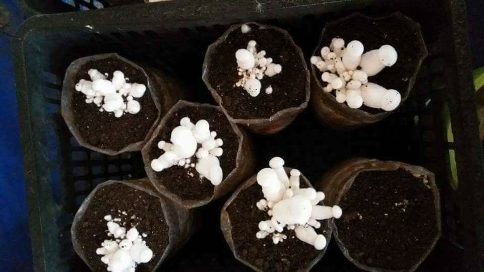Phôi nấm hoàng đế ( chỉ bán từ 5 phôi)