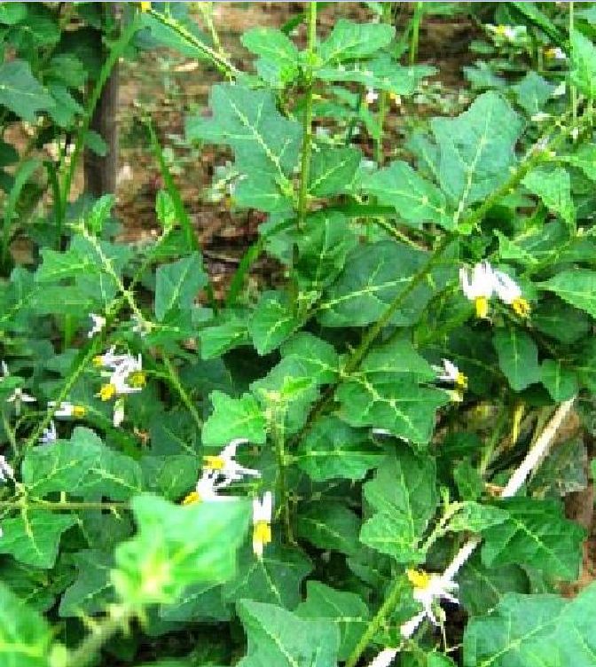 Hạt giống cây cà gai leo ( cây dược liệu -  gói 50 hạt )