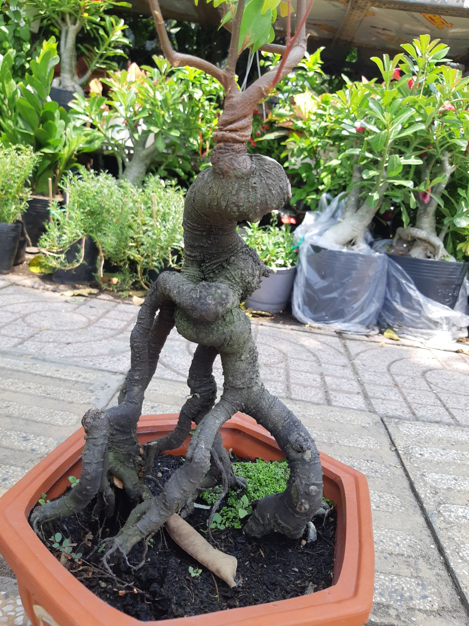 phôi khế nhật gốc quái