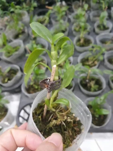 Hoa phong lan phi điệp 5ct cánh trắng phú thọ gieo hạt