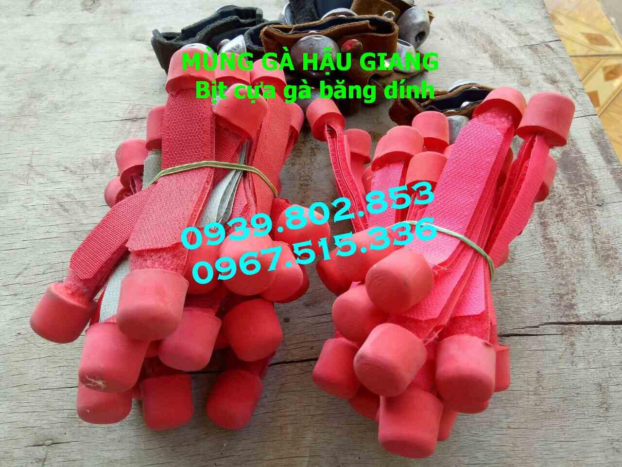 Bịt cựa gà nòi giá rẻ (1 bộ 4 cái)