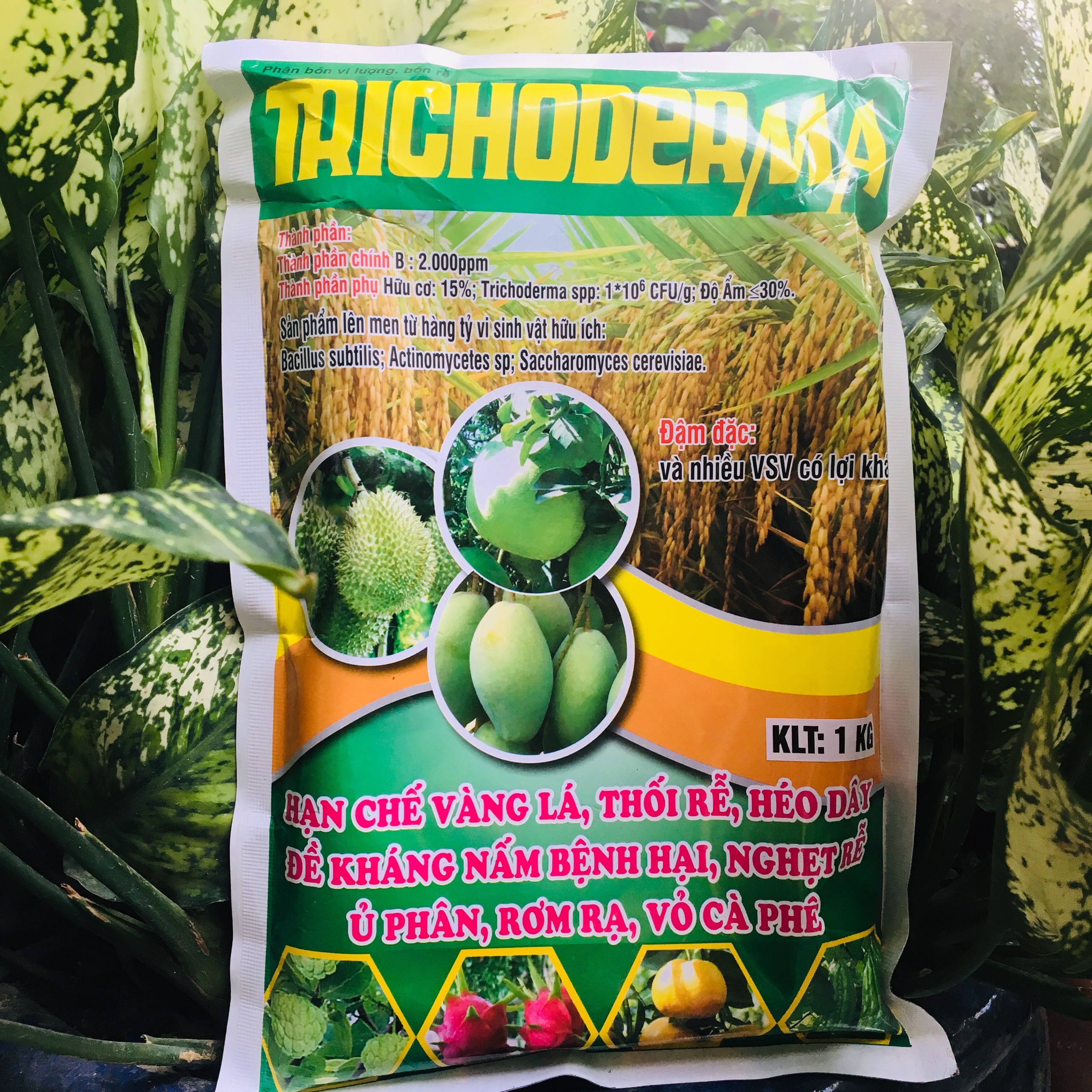 Nấm TRICODERMA ủ phân vi sinh phân hủy rơm rạ TRICHODERMA