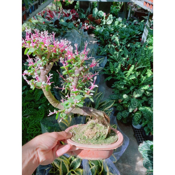 Chậu Cây Đô La Cổ Thụ
