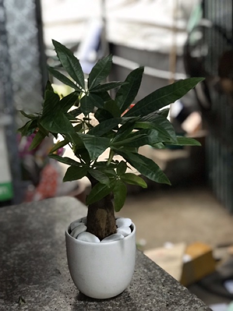 Chậu Cây Kim Ngân Để Bàn ( Cả Chậu Sứ)
