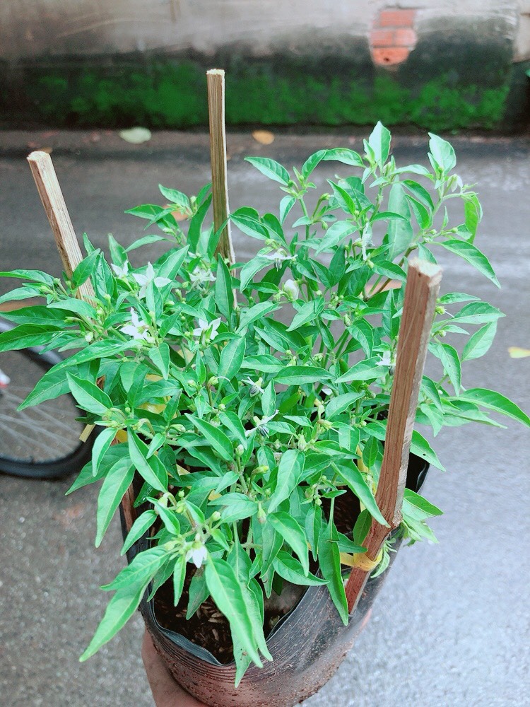 [HCM]Bụi Ớt Hiểm