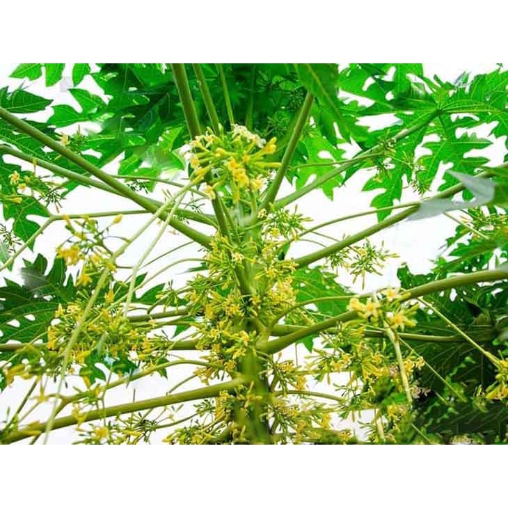Hạt Giống Cây Đu Đủ Đực