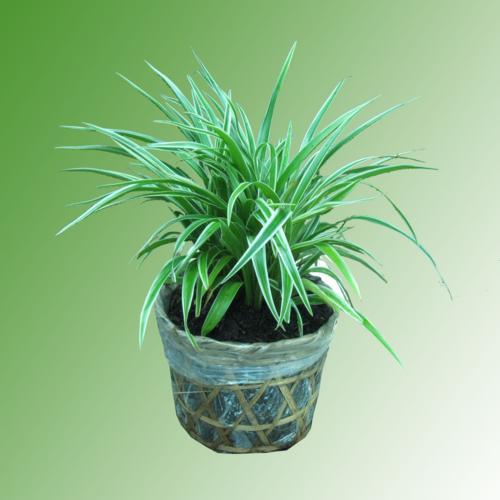 Cỏ Lan Chi - Chậu Cây Cảnh