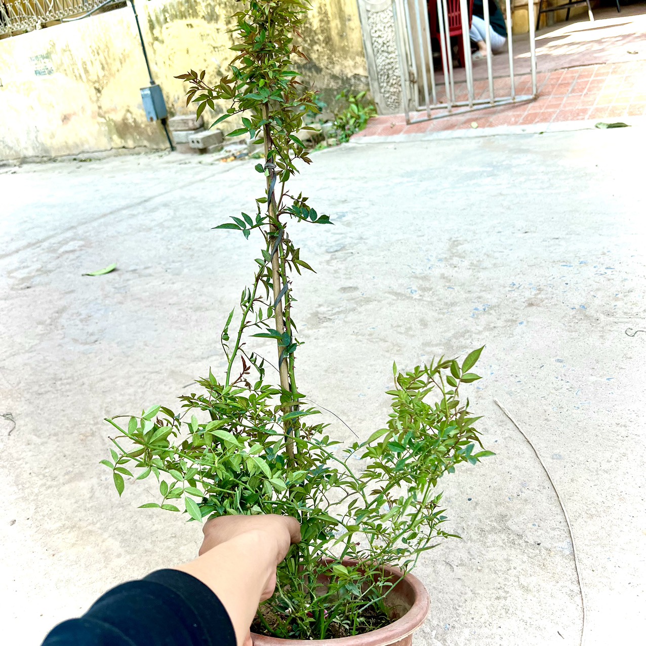 Cây hoa hồng leo tiểu quỳnh cao 70 cm (ảnh thật)