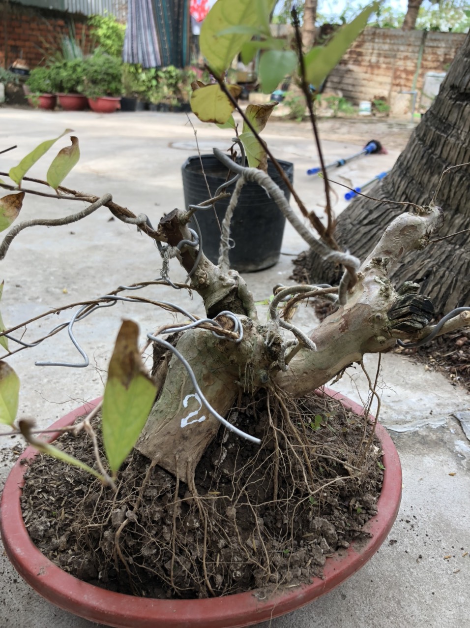 (bonsai mini) Bằng lăng tím