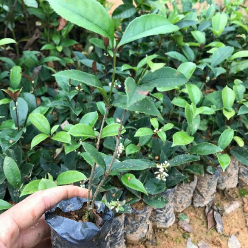 (SỐC GIÁ RẺ) COMBO 4 Cây mộc hương ta giống, hoa vàng thơm ngát, gửi nguyên bầu CAM KẾT CÂY ĐẸP CHUẨN