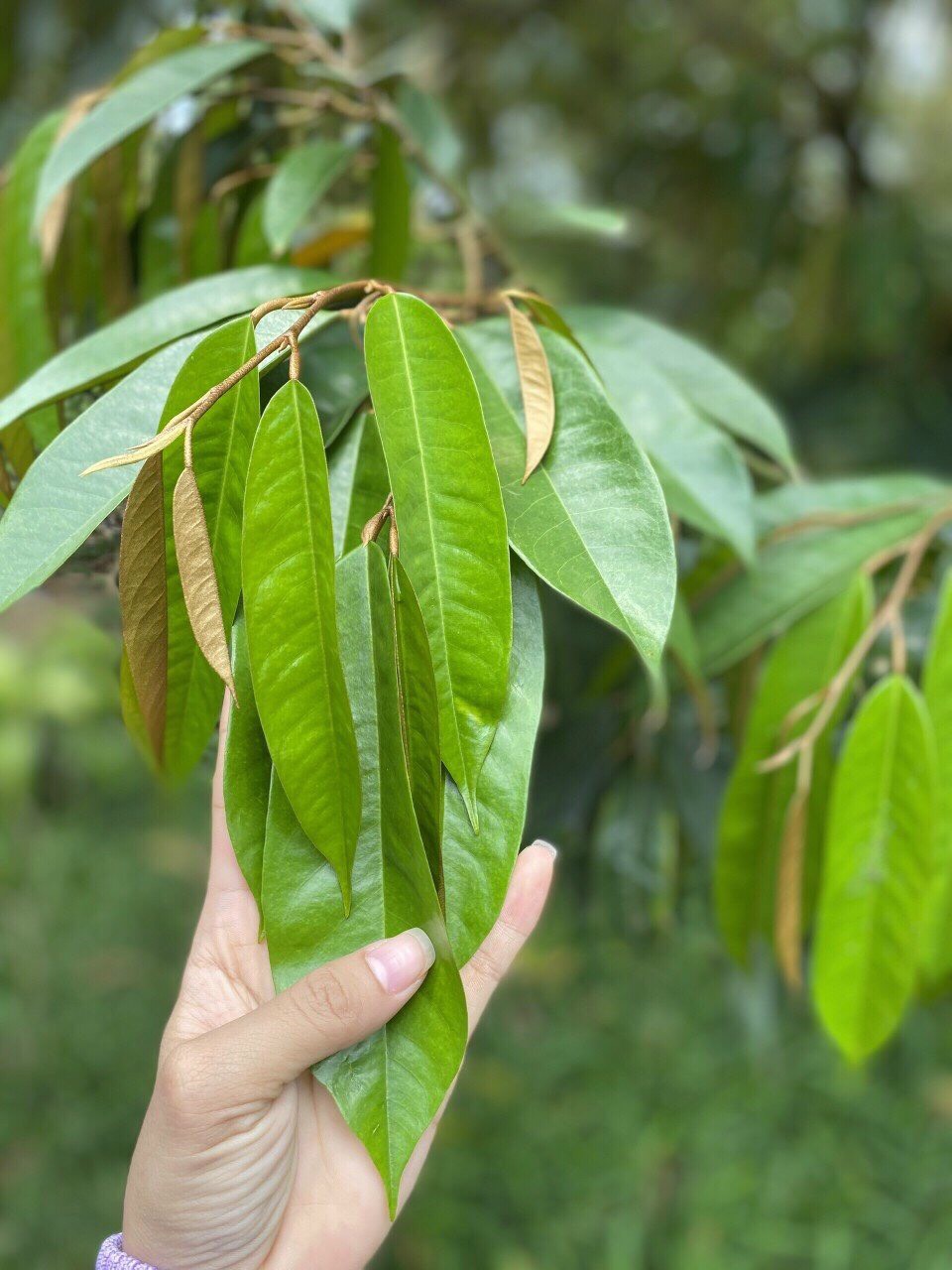 HUMIC RICH - RONG BIỂN