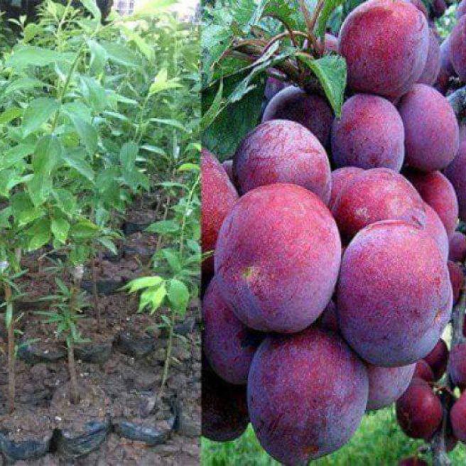 Cây mận tâm hoa -mận hậu - cây đẹp giá rẻ