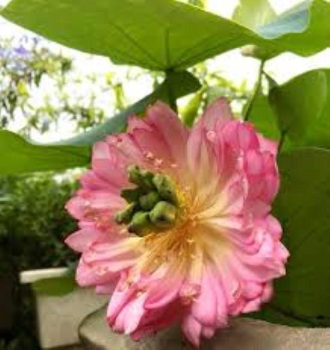 5 hạt giống sen cung đình
